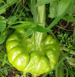 昆明姜柄瓜批发价格今日,品质与价格的完美结合”