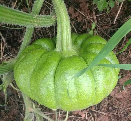 昆明姜柄瓜批发价格今日,品质与价格的完美结合”