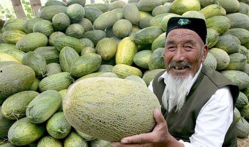 哈密瓜今日价格表最新,今日市场行情一览