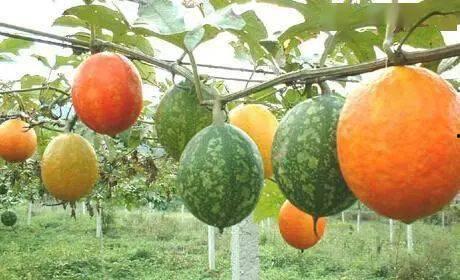 山东吊瓜今日价格表最新