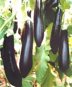 茂名茄瓜今日地里收购价,丰收背后的喜悦与挑战