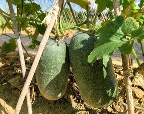 茂名茄瓜今日地里收购价,丰收背后的喜悦与挑战