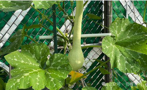 今日新鲜事砍瓜栽培
