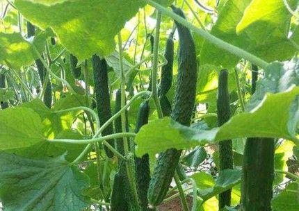 今日新鲜事砍瓜栽培