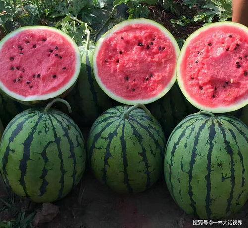 中牟韩寺今日硒砂瓜批发价