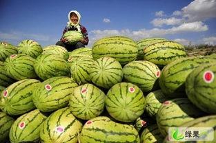 中牟韩寺今日硒砂瓜批发价