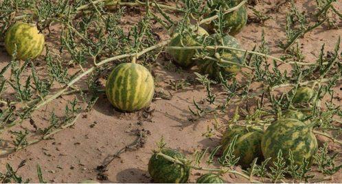 沙漠瓜今日行情,价格波动与市场动态一览