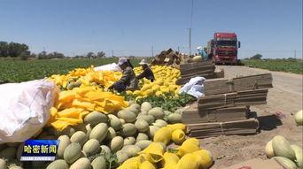 哈密地区哈密瓜今日价格,哈密地区新鲜瓜果市场行情一览”