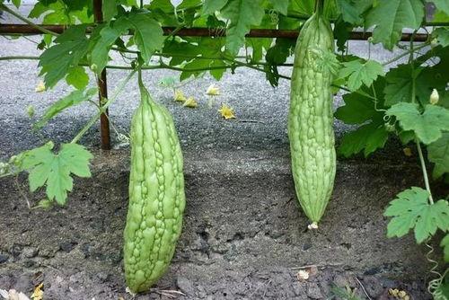 今日立秋吃瓜了没吃瓜了,你吃瓜了吗？