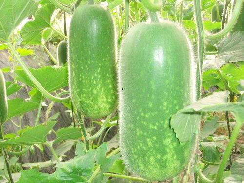 今日必看网红大瓜图片大全,盘点热门图片背后的惊人内幕