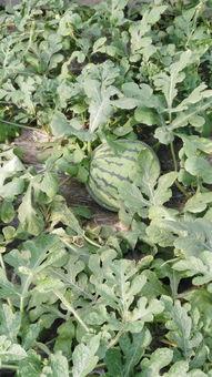 今日四川瓜价多少钱一斤,一斤多少钱？