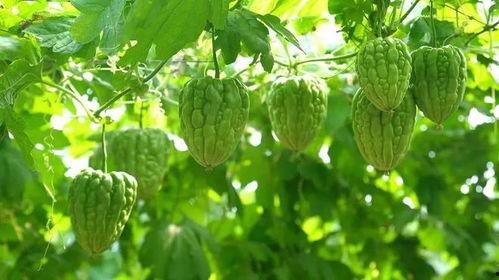 今日凉瓜价格最新行情,今日市场最新动态一览