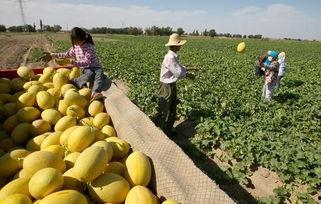 新疆南湖哈密瓜今日价,今日新鲜价，尽享甜蜜滋味”