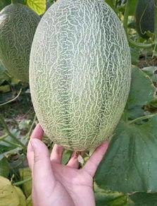 哈密瓜批发市场今日行情,价格波动与供需分析