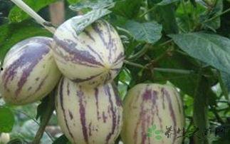 今日郑州茄瓜价格多少,市民关注菜篮子行情