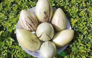 今日郑州茄瓜价格多少,市民关注菜篮子行情