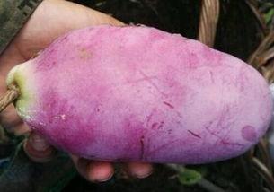 八月瓜多少钱一斤市场价今日行情,价格波动解析与购买建议”