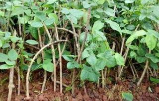 八月瓜多少钱一斤市场价今日行情,价格波动解析与购买建议”