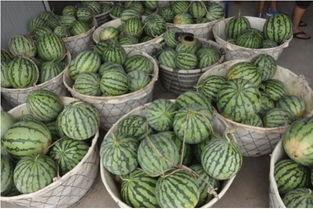 五星今日吃瓜,揭秘娱乐圈最新吃瓜大事件