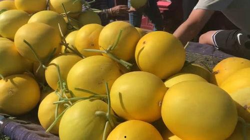 今日份蜜瓜甜度多少,尽享夏日甜蜜时光