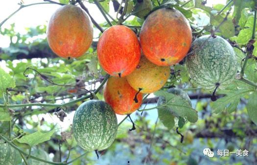 小吊瓜今日价格查询,市场行情实时解析”