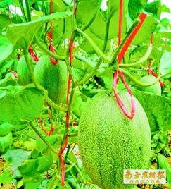 今日哈密瓜价格海南,市场行情一览